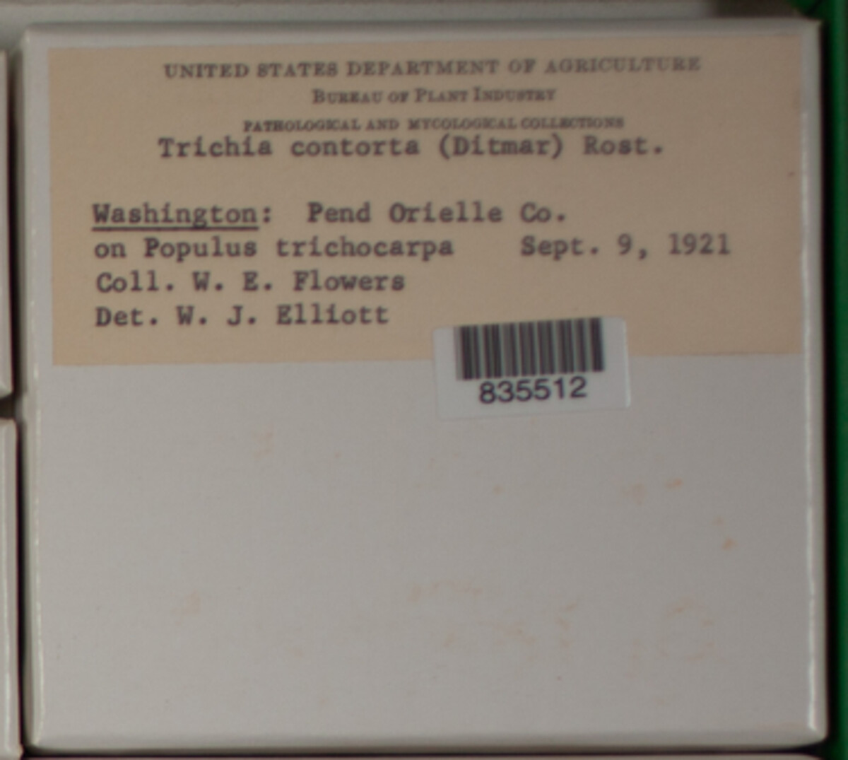 Trichia image